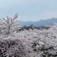A romantic city in bloom (Morioka)