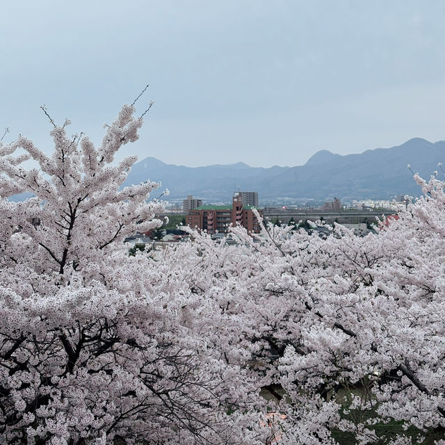 A romantic city in bloom (Morioka)