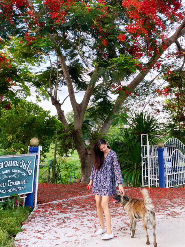 บ้านสวนตะวันใส ที่พักสไตล์โฮมสเตย์ - เชียงราย