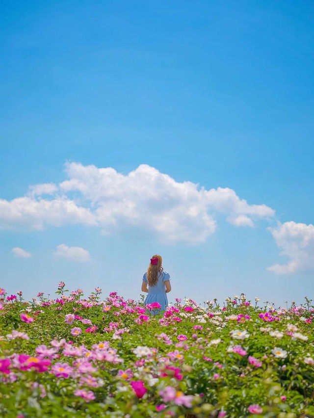 🌸작약 꽃이 한가득 임실여행🌸
