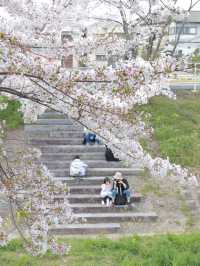 🌸 Nara Saho River – The Ultimate Low-Effort Cherry Blossom Walk