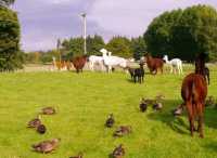 #愛歌頓農場Agrodome Farm-紐西蘭羅託魯亞