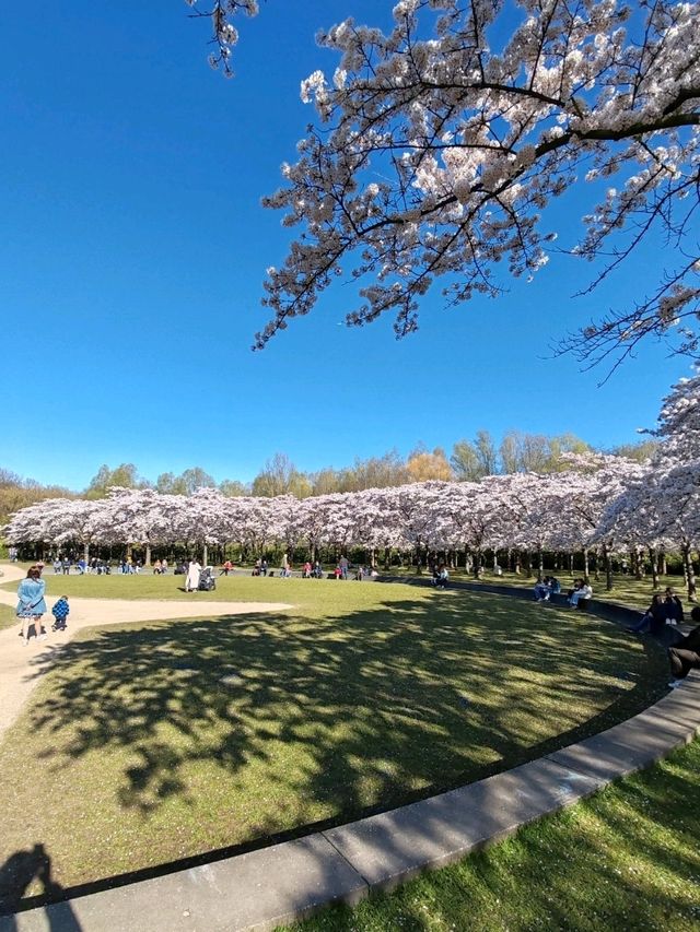 Fun Under The Cherry Blossom at Bloesempark