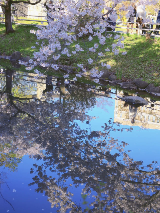 Sapporo | Just a City Park… but Unreal Levels of Beauty 🌸📷