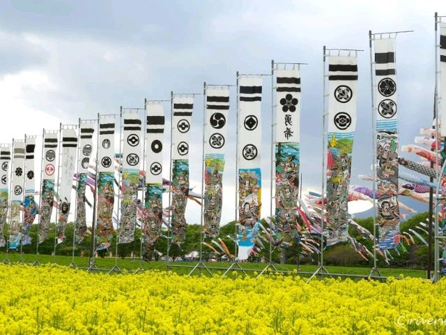 【栃木県】鯉のぼりと菜の花畑のコラボ「那須ハートフルファーム」