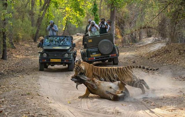 Ranthambore Tiger Reserve