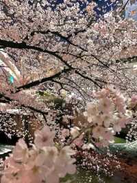 Discover the Pulse of Japan