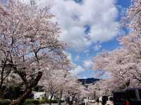 When in Ieyama's sakura tunnel