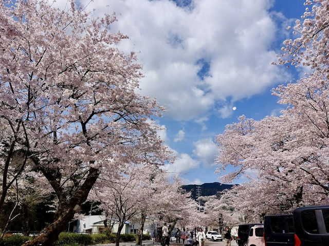 When in Ieyama's sakura tunnel