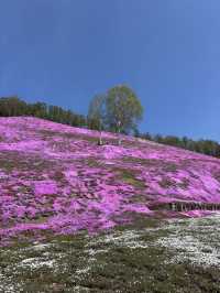 ひがしもこと芝桜公園で春の絶景体験！ピンクのじゅうたんに包まれる感動スポット