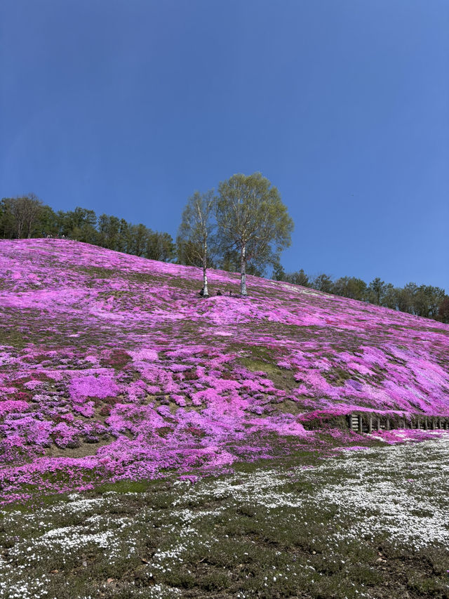 ひがしもこと芝桜公園で春の絶景体験！ピンクのじゅうたんに包まれる感動スポット