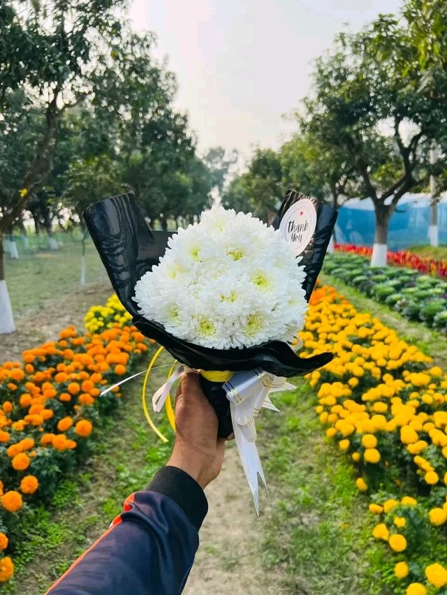 Tulip Garden, Rajshahi – A Burst of Colour in Northern Bangladesh