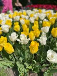 Keukenhof Gardens: A Living Rainbow in the Heart of the Netherlands