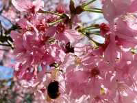 🌸南投九族櫻花季：高山櫻花×原民文化×纜車景觀一次滿足！