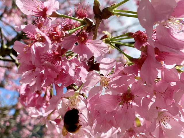 🌸南投九族櫻花季：高山櫻花×原民文化×纜車景觀一次滿足！