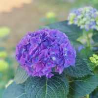～繡球花下～東莞人民公園～