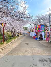 ┃兵庫加古川┃日岡山公園の桜2025
