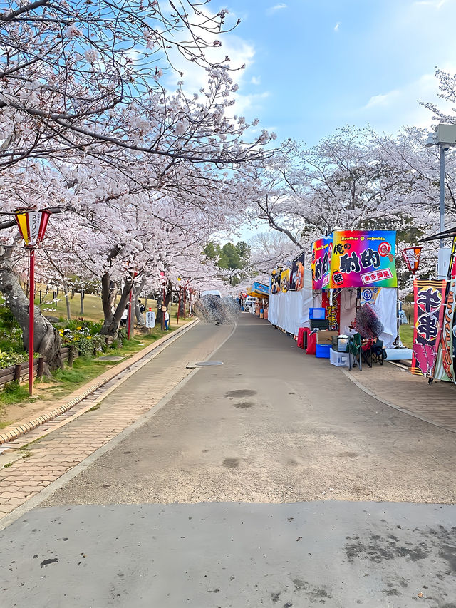 ┃兵庫加古川┃日岡山公園の桜2025