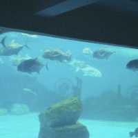 Bangsaen Aquarium - สื่อเรียนรู้ความบันเทิงใต้ทะเล