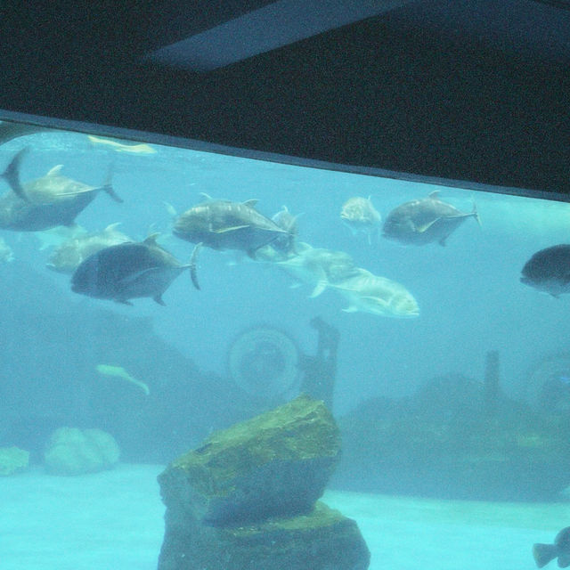 Bangsaen Aquarium - สื่อเรียนรู้ความบันเทิงใต้ทะเล