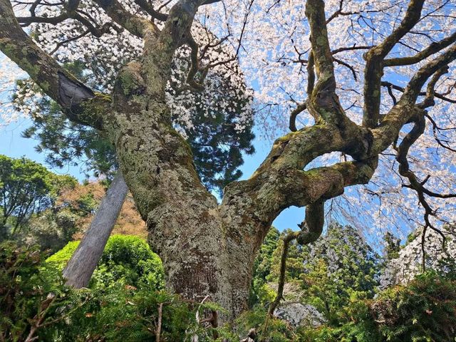 Secret Sakura Spot