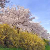 청주 벚꽃 명소 🌸