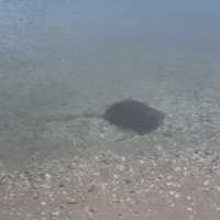 Dolphins swim pass us just beneath our feet