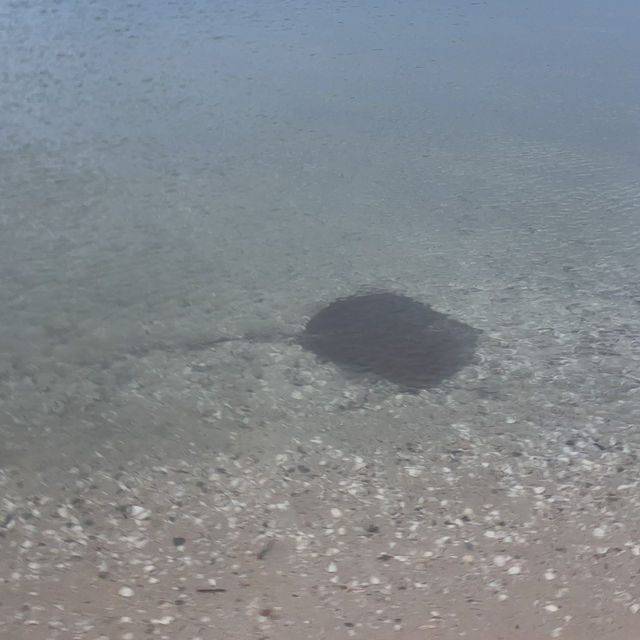 Dolphins swim pass us just beneath our feet