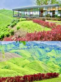 Stairway to Tea Heaven: BOH Viewpoint Delivers the Views