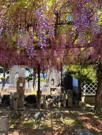 大阪｜到葛井寺看紫藤白藤 1300年11面千手觀音神像近距離參拜