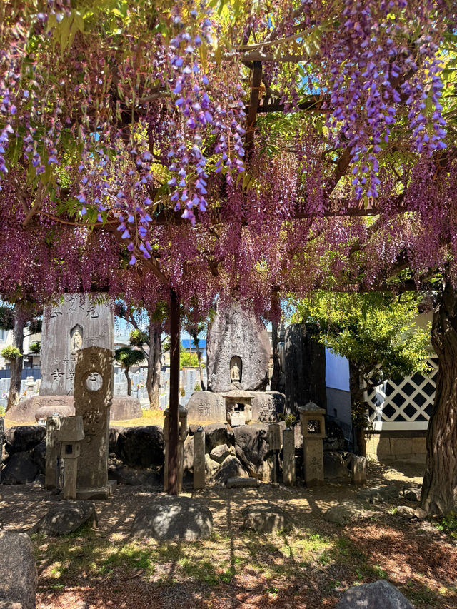 大阪｜到葛井寺看紫藤白藤 1300年11面千手觀音神像近距離參拜