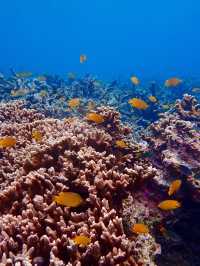 入島無料でニモに会える！？シミランでお得に海の世界を体験しよう🐟💙🌴