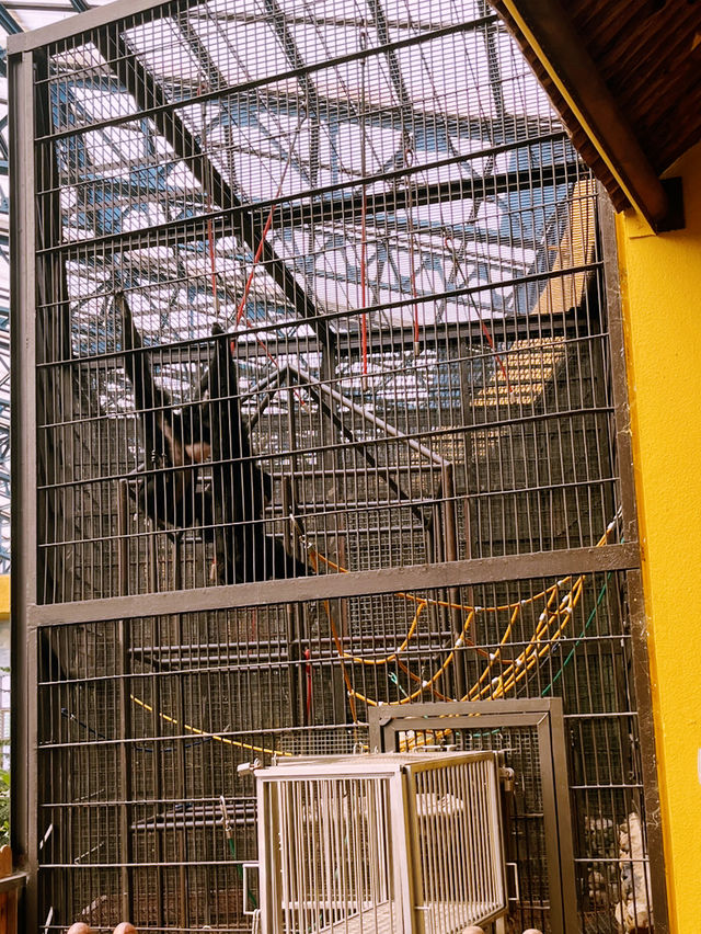 『ソウル動物園🐅』IN Korean🇰🇷