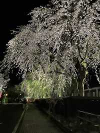 🌸🏯【秋田・角館】  時が止まった町で、武家屋敷と桜に包まれる春。 