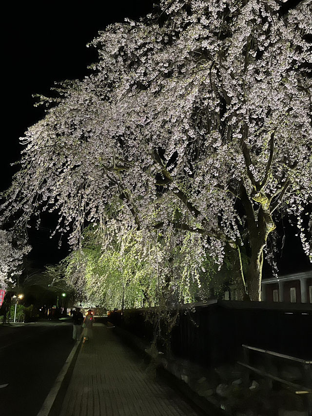 🌸🏯【秋田・角館】  時が止まった町で、武家屋敷と桜に包まれる春。 