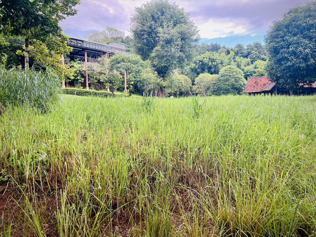Veranda Chiang Mai – Where Luxury Meets the Lush Hills