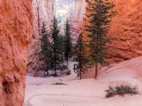 Navajo Loop and Queens Garden Trail: A popular hiking route in Utah!