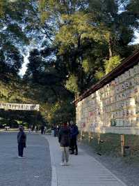 【明治神宮】都会の真ん中で、心が洗われる森へ🌿⛩️