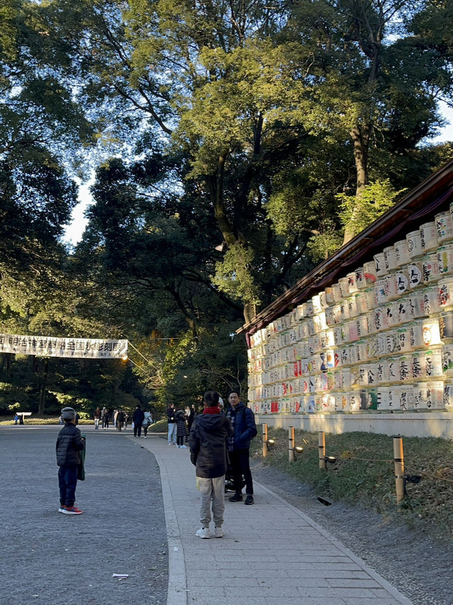 【明治神宮】都会の真ん中で、心が洗われる森へ🌿⛩️