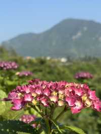 濟州6月繡球花海