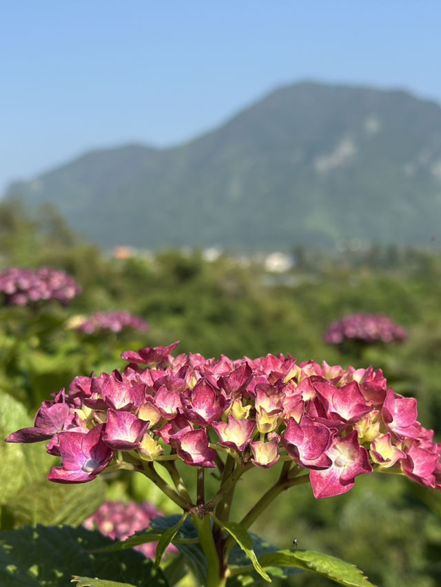 濟州6月繡球花海
