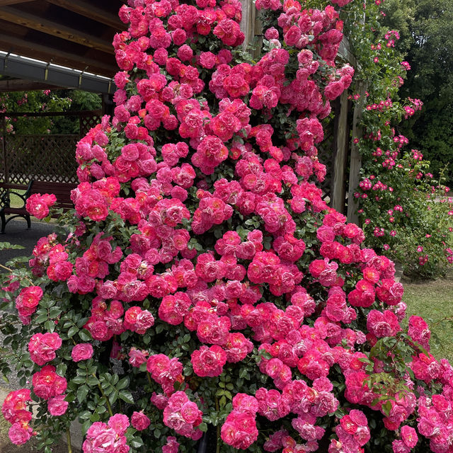 Flower Hill - Uminokamichi Seaside Park 