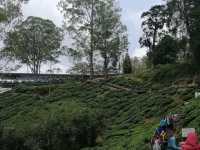 Escape the Heat, Embrace the Hills: One-Day Fun at Cameron Highlands!