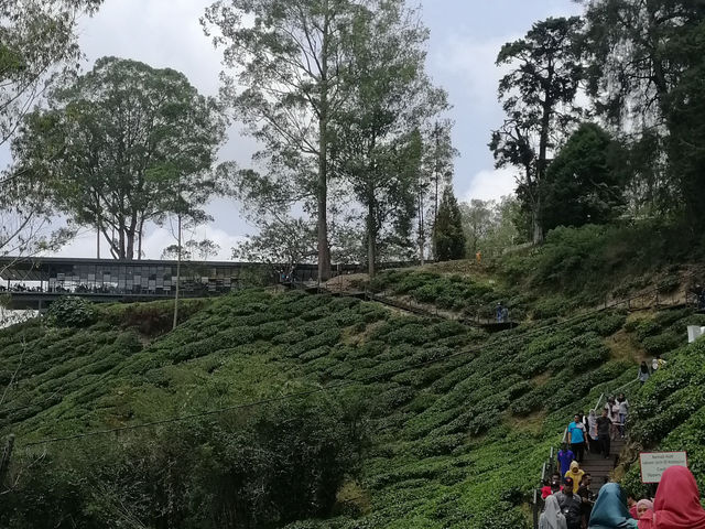 Escape the Heat, Embrace the Hills: One-Day Fun at Cameron Highlands!