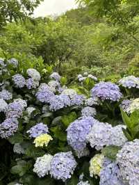 🌺【台東隱藏版花海】民宿老闆私推！5-6月限定「青山農場」繡球花仙境💐