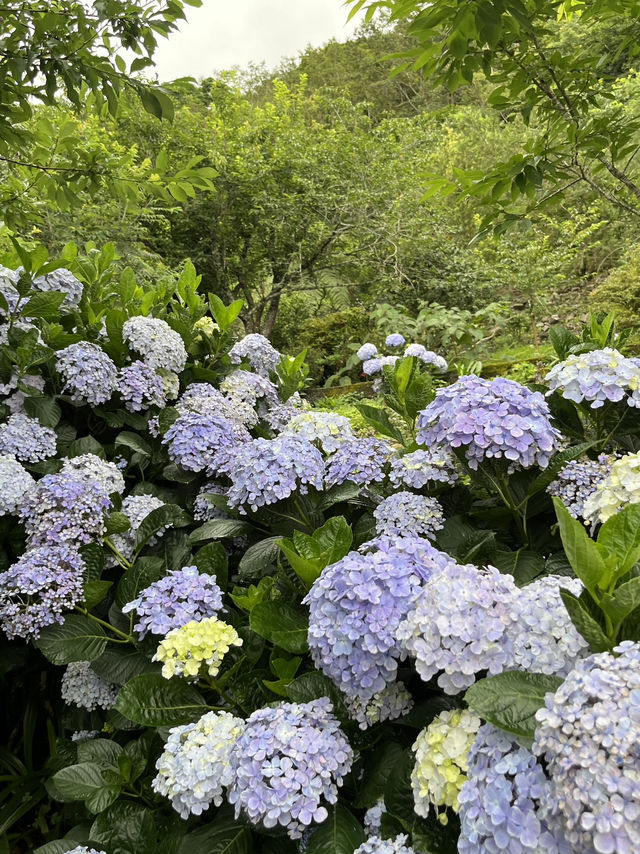 🌺【台東隱藏版花海】民宿老闆私推！5-6月限定「青山農場」繡球花仙境💐