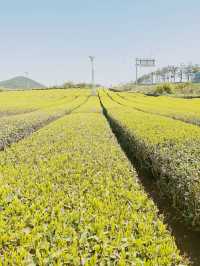 Jeju : Summer Escape for Less 