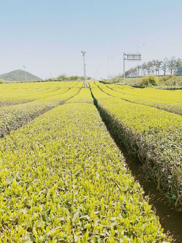 Jeju : Summer Escape for Less 