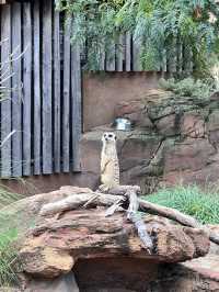 🐾【Taronga Zoo Sydney 攻略｜港景第一排的動物園】🦒🌿