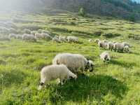 Zermatt Blacknose Sheep – The Cutest Locals in the Alps